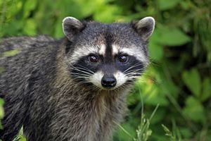 Canada West Coast Wildlife